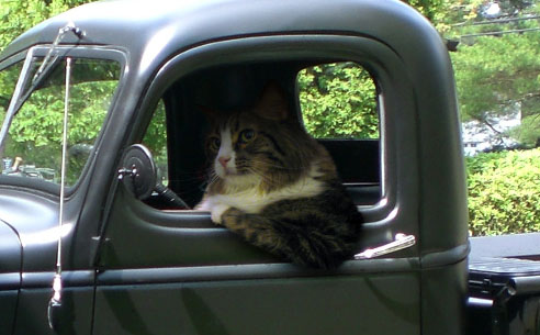 Kitty trucker